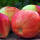 Apfel Gravensteiner Busch am Ballen