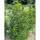Portugiesischer Lorbeer Angustifolia 100-125cm am Ballen