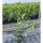Kirschlorbeer Caucasica 60-80 cm im 3l Topf