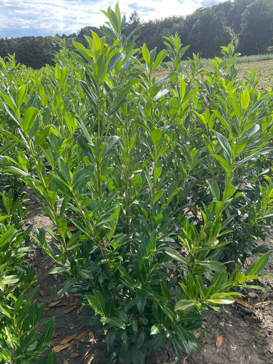 Kirschlorbeer Hecke- Gnstig bestellen- Lieferung