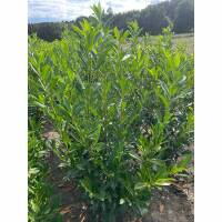 Kirschlorbeer Caucasica 125-150cm am Ballen