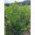 Kirschlorbeer Caucasica 125-150cm am Ballen