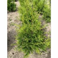 Thuja Brabant 80-100cm am Ballen