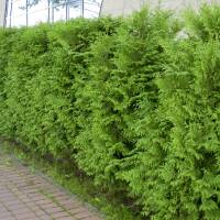 Thuja Brabant 80-100cm am Ballen