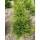 Thuja Brabant 80-100cm am Ballen