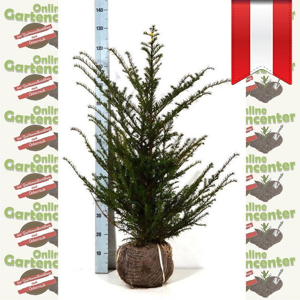 Heimische Eibe 80-100cm am Ballen online bestellen, 23,66