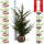 Heimische Eibe 80-100cm am Ballen
