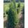 Heimische Eibe Kegel 60-80cm am Ballen