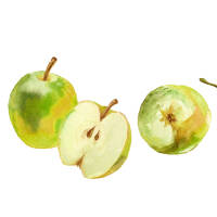 Apfel Lederrenette Halbstamm