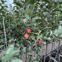 Apfel Santana Halbstamm
