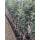 Säulenapfel Greencats 140cm