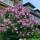 Hibiskus Woodbridge 40-50cm