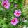 Hibiskus Woodbridge 100-125cm | 15 l Topf
