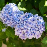 Hortensie Endless Summer Blau