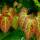 Elfenblume Sulphureum P0,5