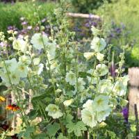 Stockrose Sunshine P1