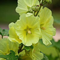 Stockrose Sunshine P1