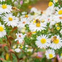 Wild-Aster Ashvi P 1