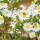 Wild-Aster Ashvi P 1