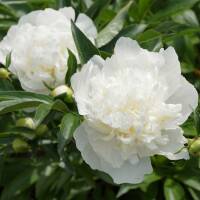 Pfingstrose Duchesse de Nemours C3