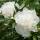Pfingstrose Duchesse de Nemours C3