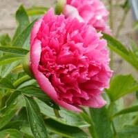 Bauern-Pfingstrose Rosea Plena C3