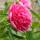 Bauern-Pfingstrose Rosea Plena C3