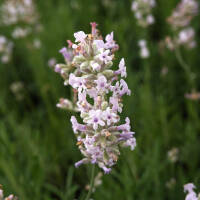 Lavendel Rosea P1