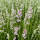 Lavendel Rosea P1