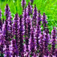 Steppen-Salbei Bumbleberry® P 1