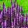 Steppen-Salbei Bumbleberry® P 1