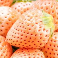 Weiße Ananas-Erdbeere Pineberry im 0,5l Topf