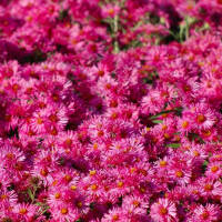 Rauhblatt-Aster Violetta P 1