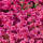 Rauhblatt-Aster Violetta P 1