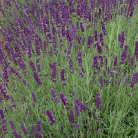Lavendel Arabian Nights P1