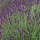Lavendel Arabian Nights P1