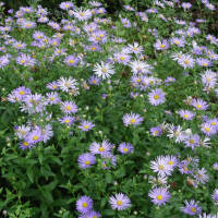 Pyrenäen-Aster Lutetia P1