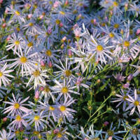 Pyrenäen-Aster Lutetia P1