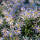 Pyrenäen-Aster Lutetia P1