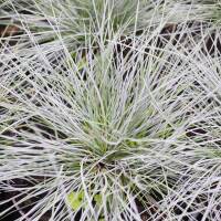 Blau-Schwingel Blauglut P 0,5