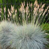 Blau-Schwingel Blauglut P 0,5