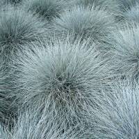 Blau-Schwingel Blauglut P 0,5