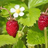 Wald-Erdbeere P0,5