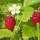 Wald-Erdbeere P0,5