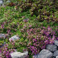 Teppich-Thymian Red Carpet P0,5