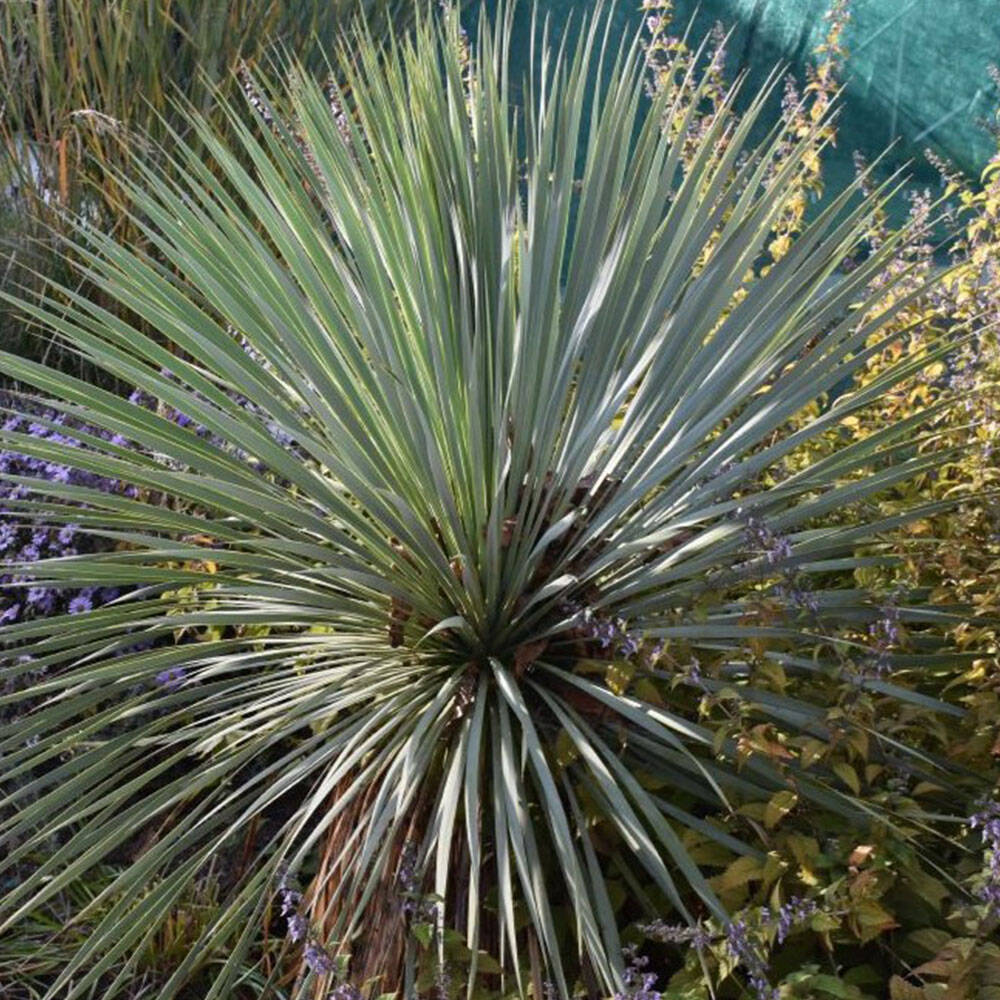 Yucca rostrata - Palmlilie P1 online bestellen, 10,35