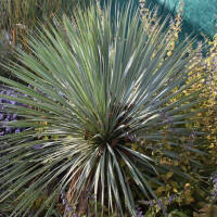 Yucca rostrata - Palmlilie P1