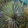 Yucca rostrata - Palmlilie P1