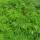 Fächerahorn Emerald Lace 120-140cm | 20 l Topf