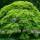 Fächerahorn Emerald Lace 150-170cm | 40 l Topf